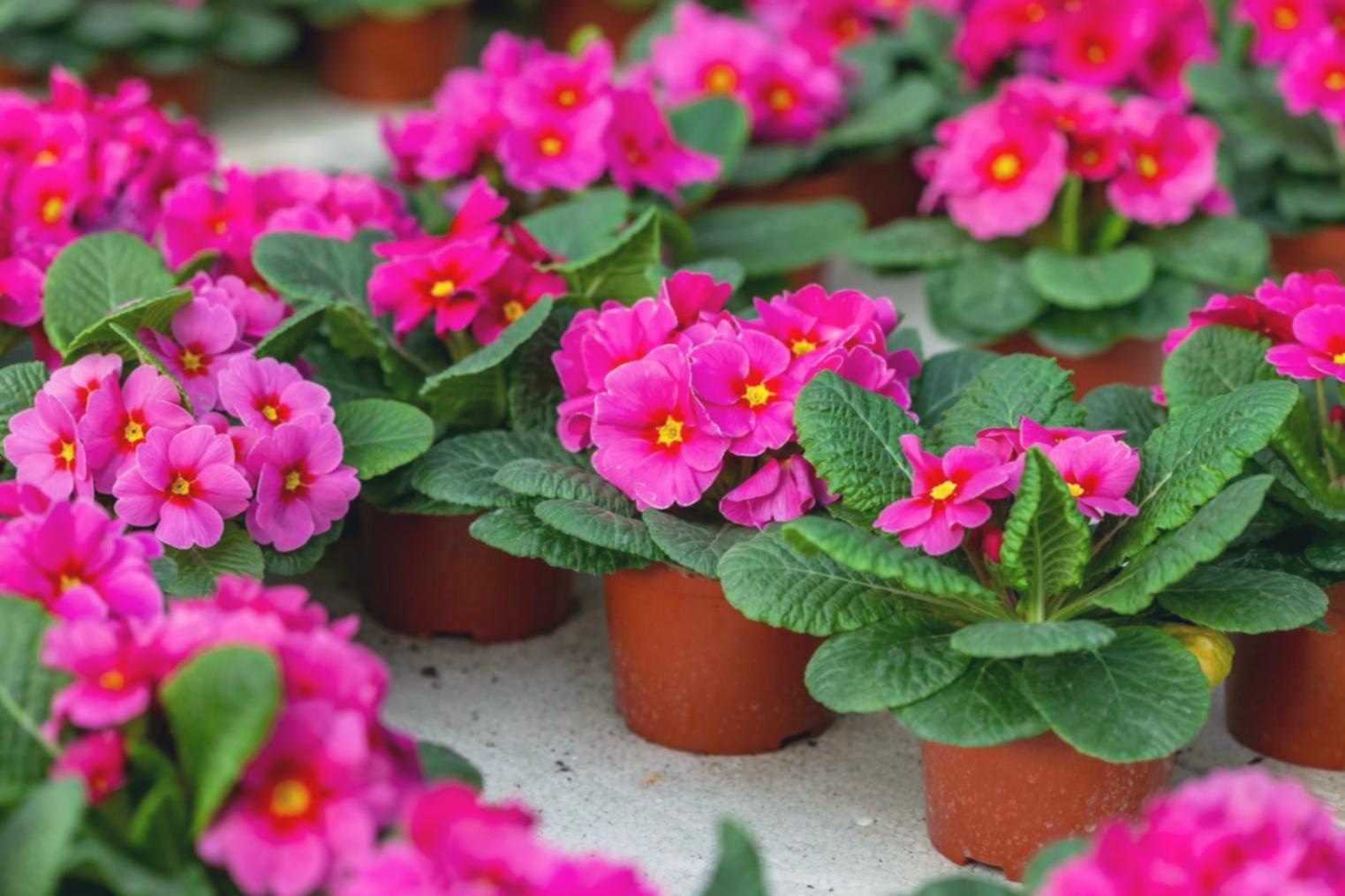 Озеленение офисов