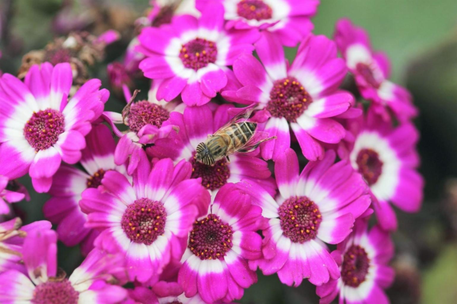 Озеленение квартир и домов