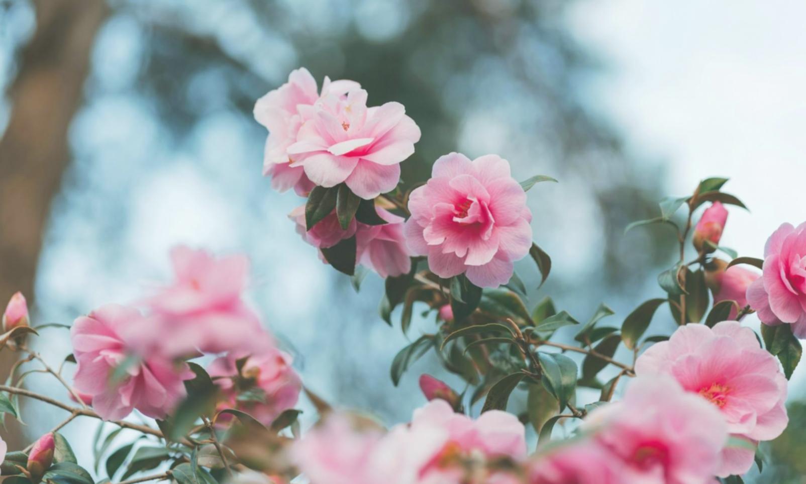 Практические занятия по фитодизайну