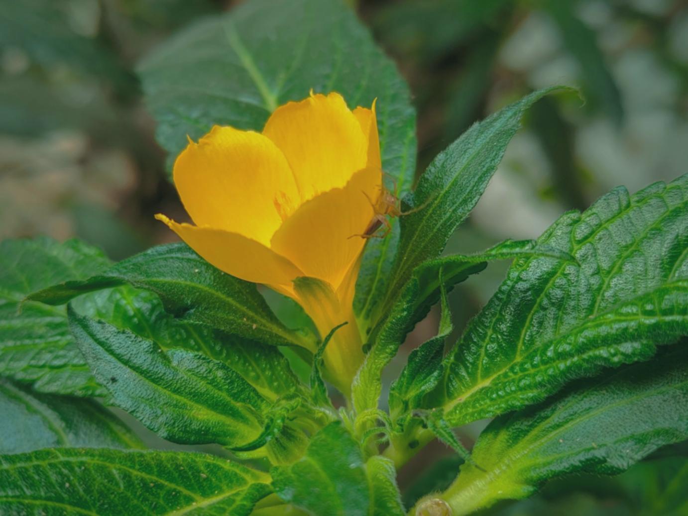 Абонемент на уход за растениями