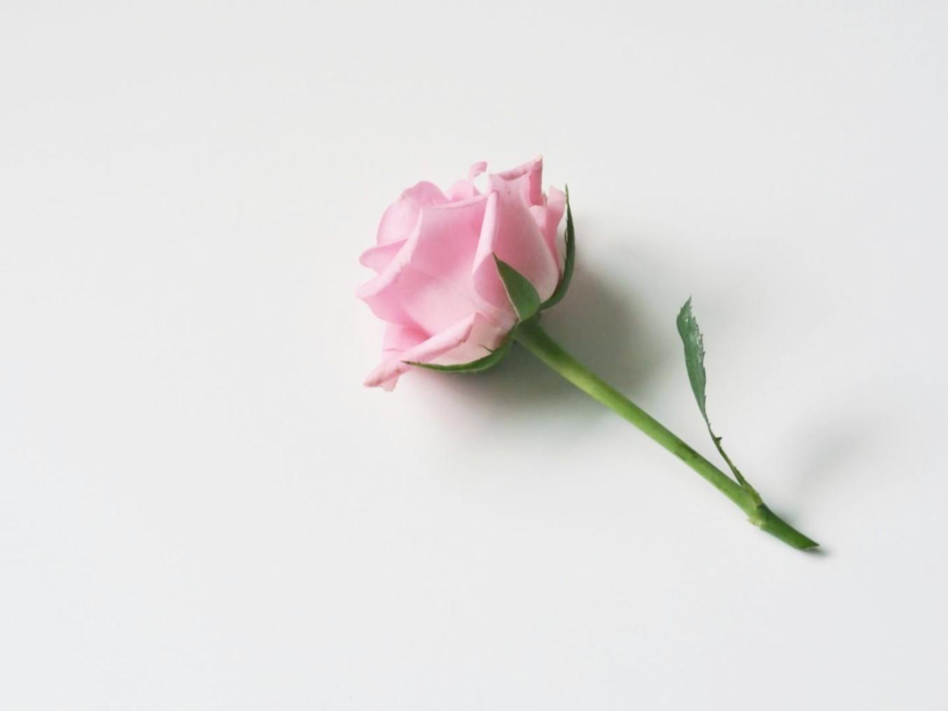 Онлайн обучение дизайну растений