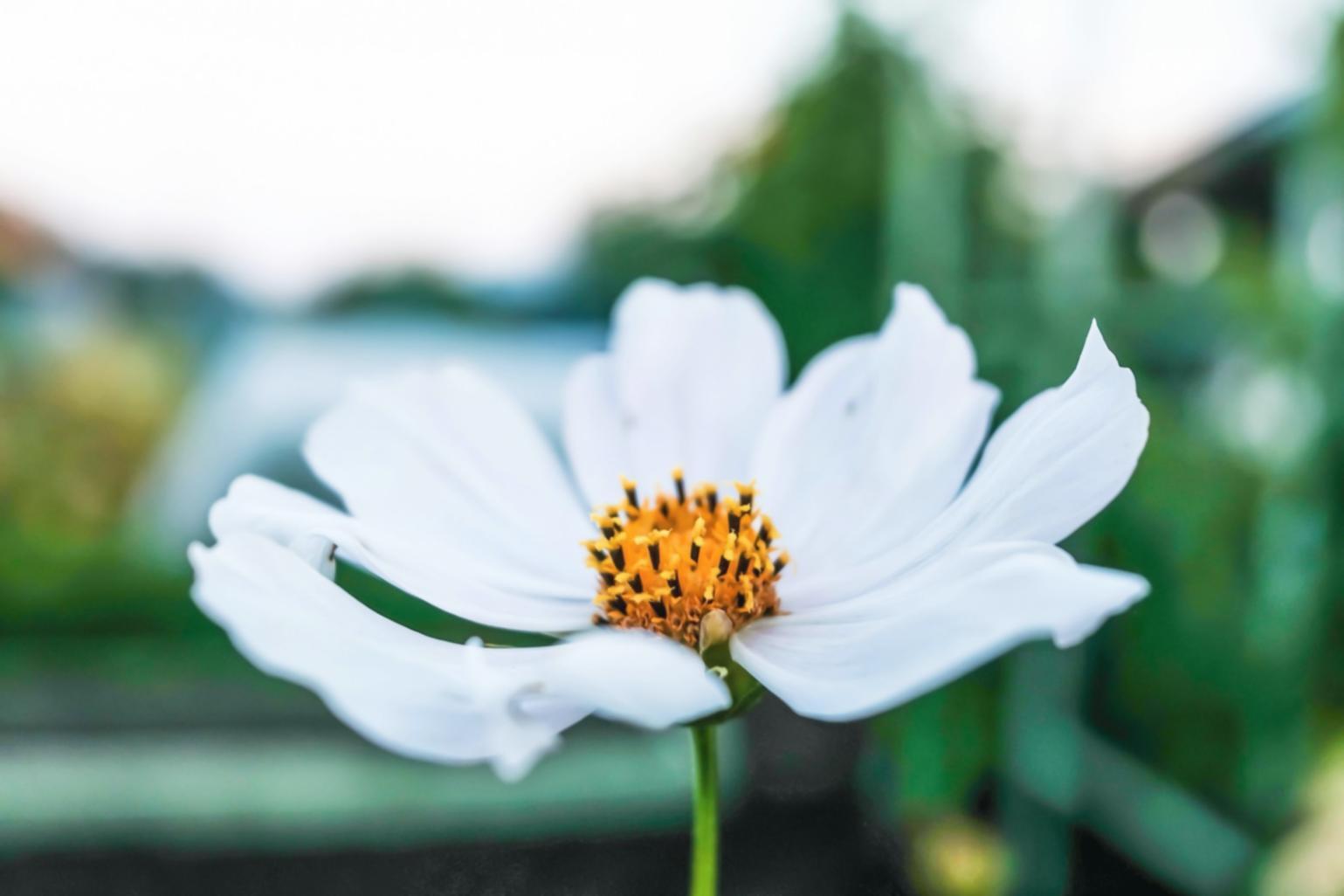 Процесс обучения дизайну растений